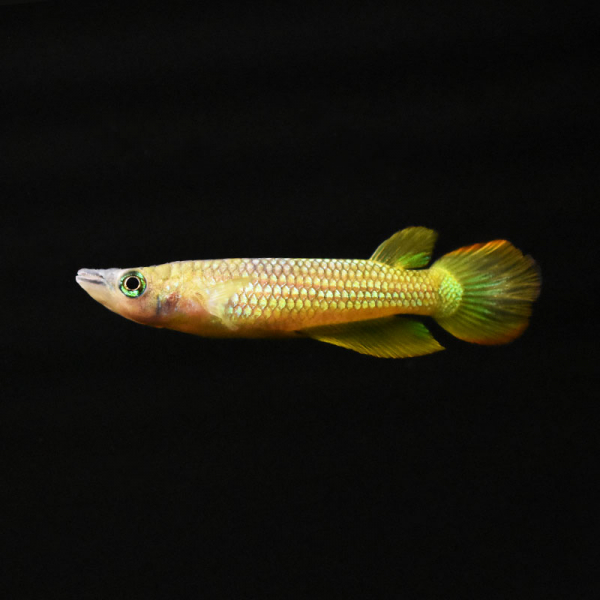 Streifenhechtling Gold, Aplocheilus lineatus gold